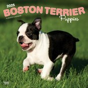 Calendrier Mural 2025 Chien Race Boston Terrier Chiots