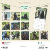 Calendrier 2025 Bouvier des Flandres