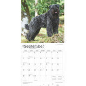 Calendrier 2025 Chien Race Bouvier des Flandres