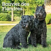 Calendrier Mural 2025 Chien Race Bouvier des Flandres