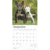 Calendrier 2025 Chien Race Bull terrier