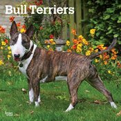 Calendrier Mural 2025 Chien Race Bull terrier