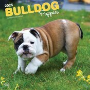 Calendrier Mural 2025 Chien Race Bulldog Anglais Chiots