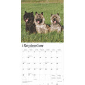 Calendrier 2025 Chien Race Cairn Terrier