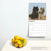 Calendrier Dco 2025 Chien Race Cairn Terrier