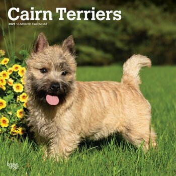 Calendrier 2025 Chien Race Cairn Terrier