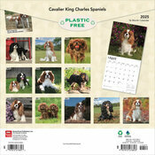 Calendrier 2025 Cavalier King Charles