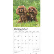 Calendrier 2025 Chien Race Cavalier King Charles