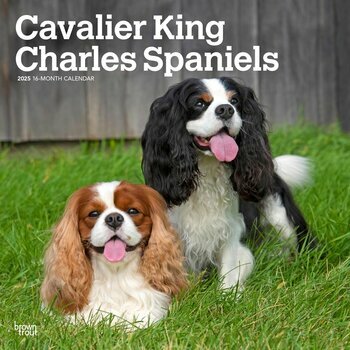 Calendrier 2025 Chien Race Cavalier King Charles