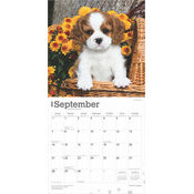Calendrier 2025 Chien Race Cavalier King Charles Chiots
