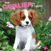 Calendrier Mural 2025 Chien Race Cavalier King Charles Chiots