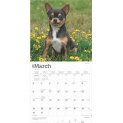 Calendrier 2025 Chien Race Chihuahua