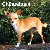Calendrier Mural 2025 Chien Race Chihuahua