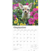 Calendrier 2025 Chien Race Chihuahua Chiots