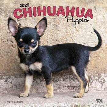 Calendrier 2025 Chien Race Chihuahua Chiots