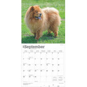 Calendrier 2025 Chien Race Chow Chow