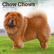 Calendrier Mural 2025 Chien Race Chow Chow