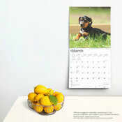 Calendrier Dco 2025 Chien Race Teckels Chiots