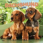 Calendrier Mural 2025 Chien Race Teckels Chiots