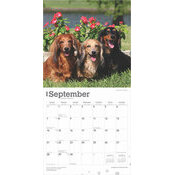 Calendrier 2025 Chien Race Teckels Poils Longs