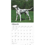 Calendrier 2025 Chien Race Dalmatien