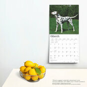 Calendrier Dco 2025 Chien Race Dalmatien