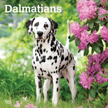 Calendrier 2025 Chien Race Dalmatien