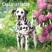 Calendrier Mural 2025 Chien Race Dalmatien