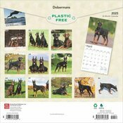 Calendrier 2025  Doberman Oreilles Coupes