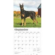 Calendrier 2025 Chien Race Doberman Oreilles Coupes