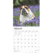 Calendrier 2025 Chien Race Bulldog Anglais