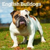 Calendrier Mural 2025 Chien Race Bulldog Anglais