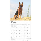 Calendrier 2025 Chien Race Berger Allemand