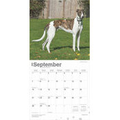 Calendrier 2025 Chien Race Lvrier Greyhound