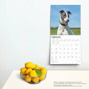 Calendrier Dco 2025 Chien Race Lvrier Greyhound