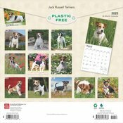 Calendrier 2025 Jack Russell Terrier