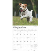 Calendrier 2025 Chien Race Jack Russell Terrier