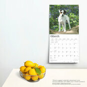 Calendrier Dco 2025 Chien Race Jack Russell Terrier
