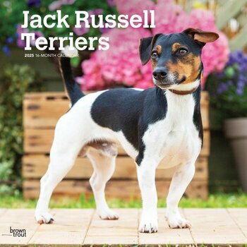 Calendrier 2025 Chien Race Jack Russell Terrier
