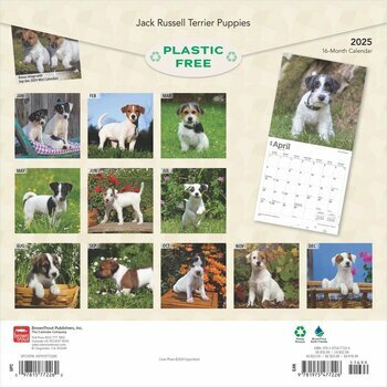 Calendrier 2025 Chien Race Jack Russell Terrier Chiots