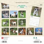 Calendrier 2025  Jack Russell Terrier Chiots