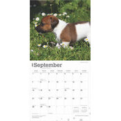 Calendrier 2025 Chien Race Jack Russell Terrier Chiots