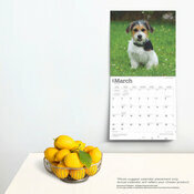 Calendrier Dco 2025 Chien Race Jack Russell Terrier Chiots