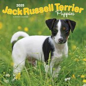 Calendrier Mural 2025 Chien Race Jack Russell Terrier Chiots