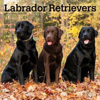 Calendrier 2025 Chien Race Labrador Retriever