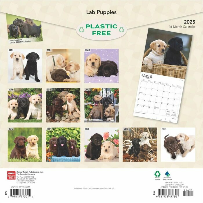 Calendrier 2025 Labrador Retriever Chiots
