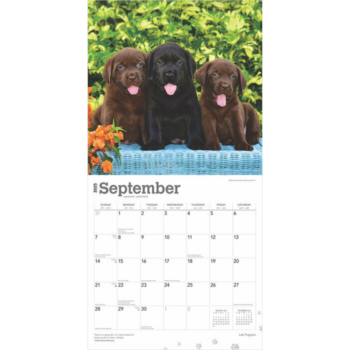 Calendrier 2025 Chien Race Labrador Retriever Chiots