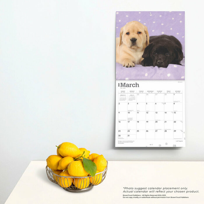 Calendrier Déco 2025 Chien Race Labrador Retriever Chiots