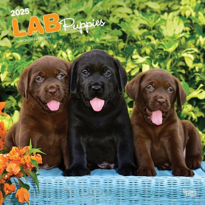 Calendrier Mural 2025 Chien Race Labrador Retriever Chiots