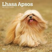 Calendrier 2025 Chien Race Lhassa Apso Tibet